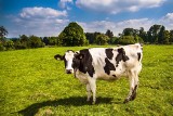 Ile można zarobić na mleku? Sprawdź stawki, które oferuje się rolnikom