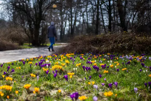 Dywany kwiatowe w Parku Kultury i Wypoczynku w Słupsku.