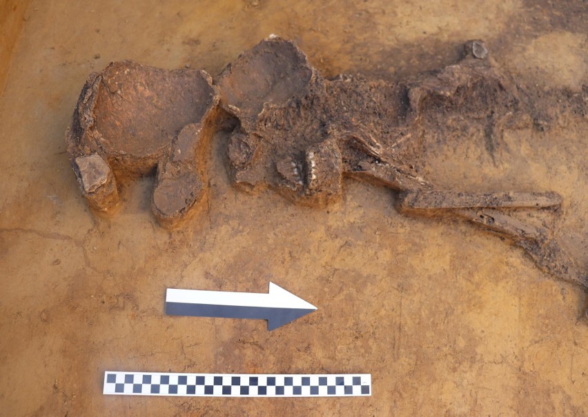 Szkielet z grobu niszowego z III tys. przed Chr.