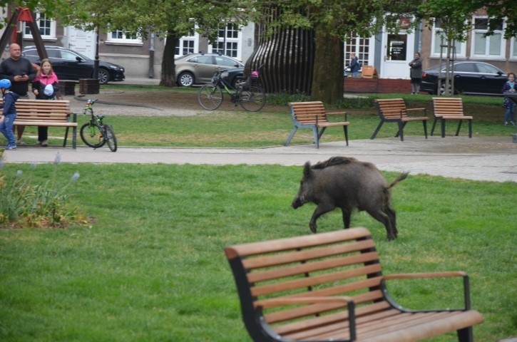 Dzik spacerował po centrum Gdańska, pasł się na trawniku przy placu Świętopełka 24.05.2022. Interweniowała Straż Miejska. Zobaczcie zdjęcia