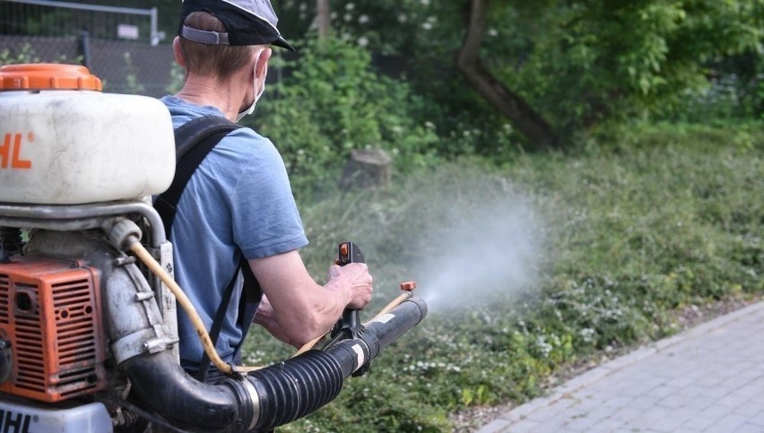Toruń powalczy z meszkami i komarami. Ogłosił przetarg na wykonanie oprysków