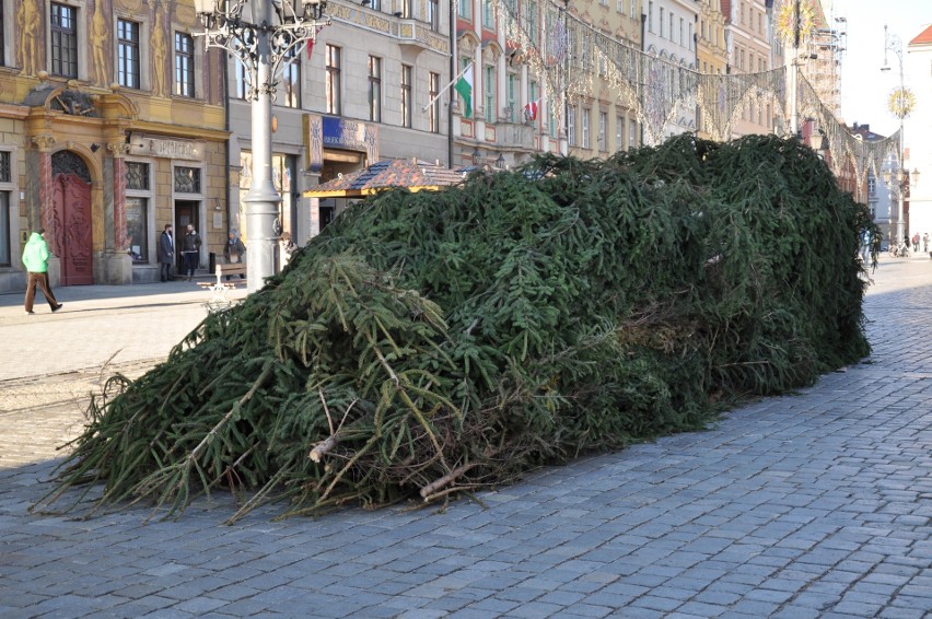 Choinka stanęła na wrocławskim Rynku. Zobacz, jak wygląda w tym roku [ZDJĘCIA]