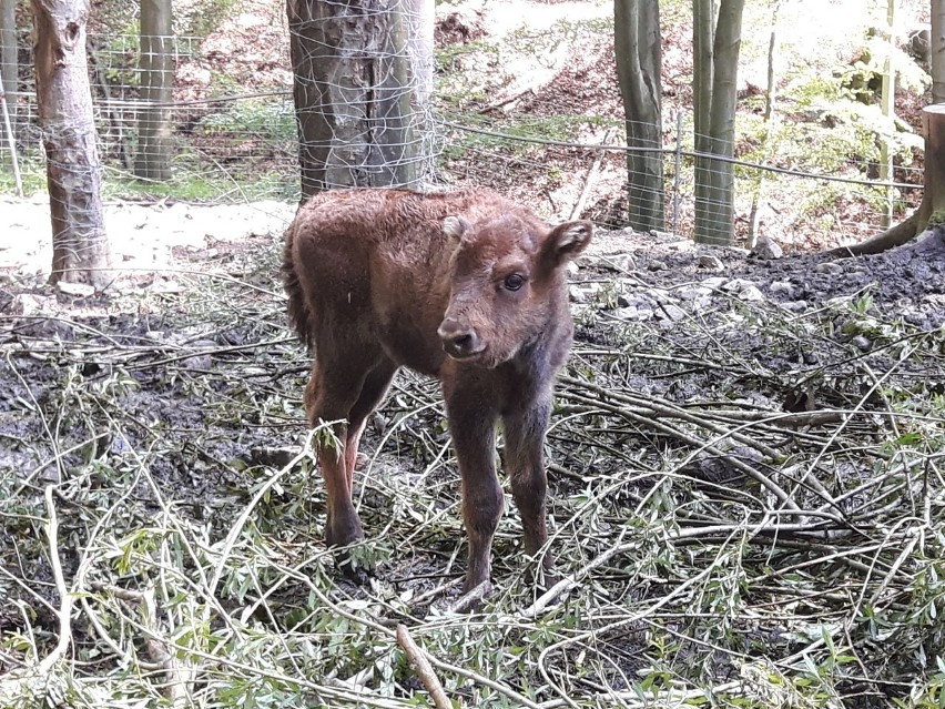 Leśny Park Niespodzianek w Ustroniu: Urodził się malutki żubr ZDJĘCIA