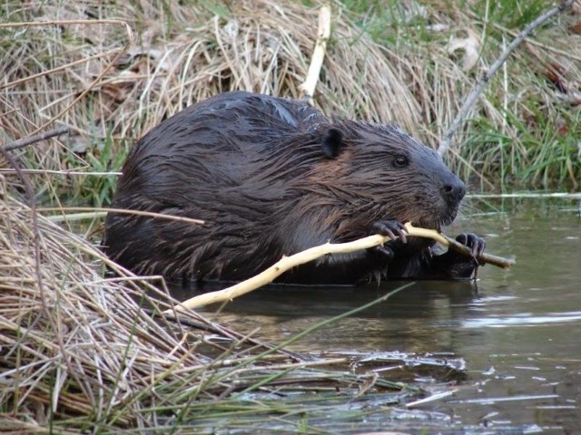 wyglądają jak gigantyczne chomiki. Osiągają długość 1 metra i wagę ponad 30 kilogramów. Atutem bobra jest jego ogon (do 40 cm długości), którym uderza w ziemię albo w wodę, by odstraszyć intruzów.