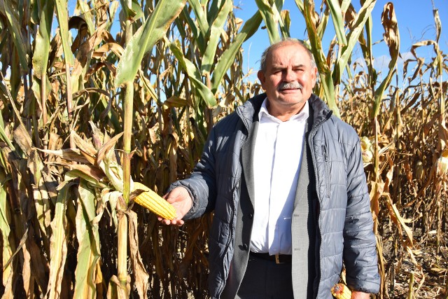 Prof. dr hab. Tadeusz Michalski: -  W tym roku problemem może być wilgotność kukurydzy