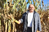 Spadła opłacalność suszenia kukurydzy, więcej ziarna trafi na kiszonki 
