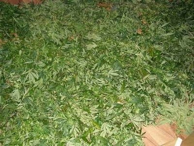 Dilerzy złapani! Policja zabezpieczyła 14 kg marihuany!