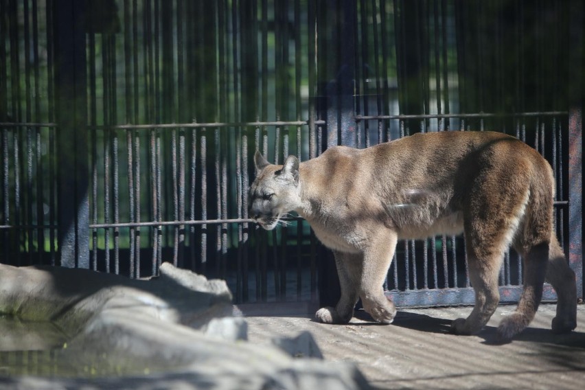 Śląski Ogród Zoologiczny - od 1 maja otwarty jest dłużej