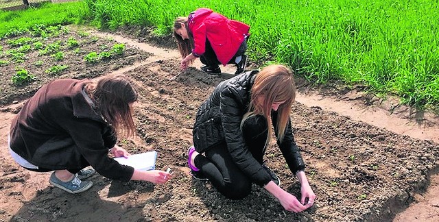 Sto sadzonek otrzymanych z Uniwersytetu Łódzkiego licealistki  posadziły na działce  należącej do babci  jednej z uczennic. Doświadczalne poletno, doglądane co tydzień,  znajduje się w Dębołęce