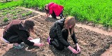 Uczennice z Sieradza prowadzą badania nad jęczmieniem jarym