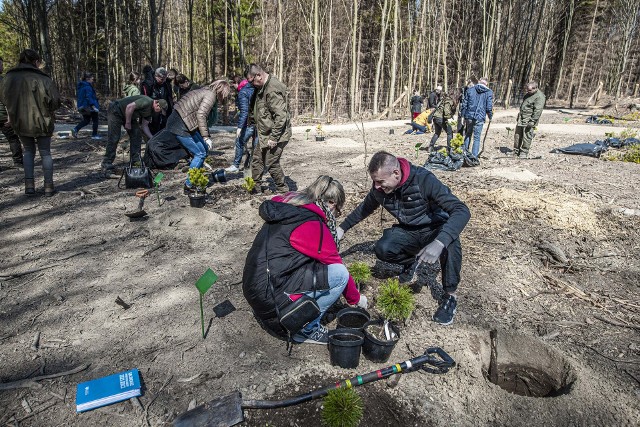 Myślisz, że dąb jest jeden? W Arboretum przekonasz się, czym różni się dąb burgundzki od szypułkowego, błotnego i czerwonego. Zobaczysz też klon jawor, klon pospolity, polny i srebrzysty. Nauczyciele pomogli leśnikom powiększyć Arboretum o las sosnowy.