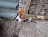 Stowarzyszenie "Łapa" odebrało psa w powiecie nowotomyskim. Był skrajnie wyczerpany i wychudzony