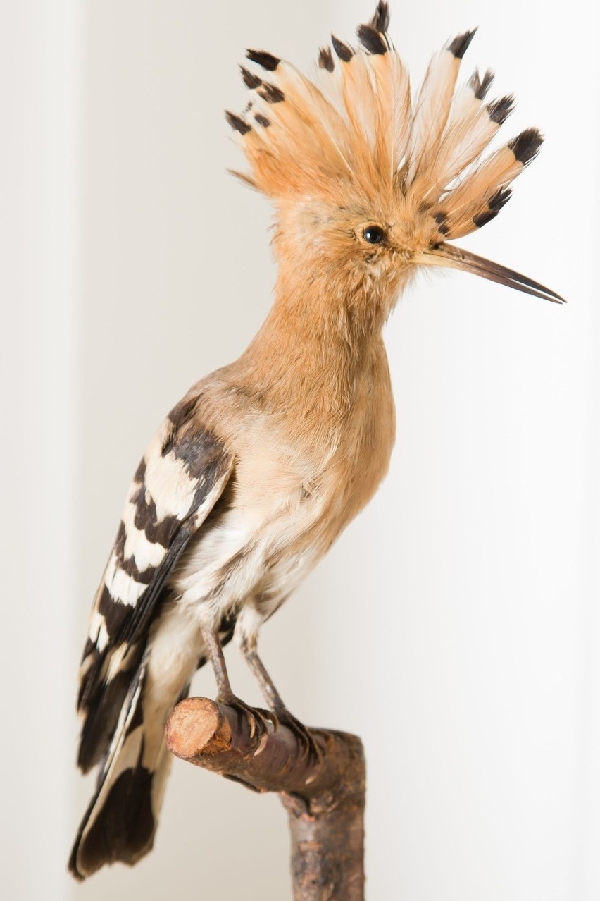 Prywatna kolekcja ornitologiczna w Muzeum Górnośląskim! [ZDJĘCIA]
