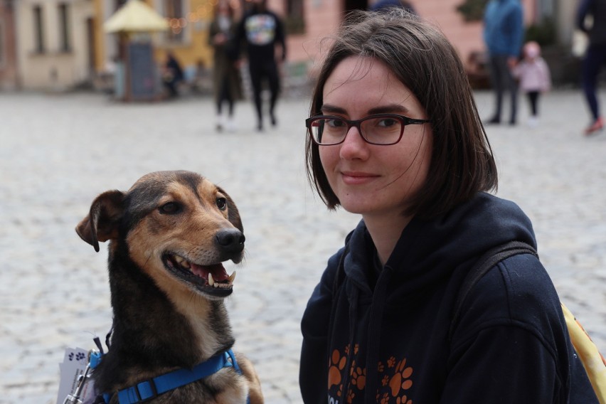 Ulicami Starego Miasta przeszły psy ze Schroniska dla Bezdomnych Zwierząt [FOTO]