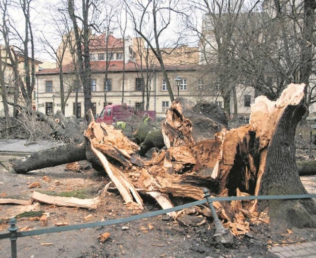 Tyle zostało ze 100-letniego jesiona na Plantach w Krakowie