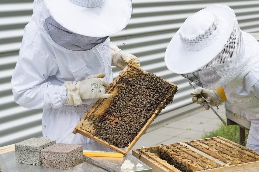 68 tysięcy pszczelarzy w Polsce. Na jaką pomoc mogli liczyć?