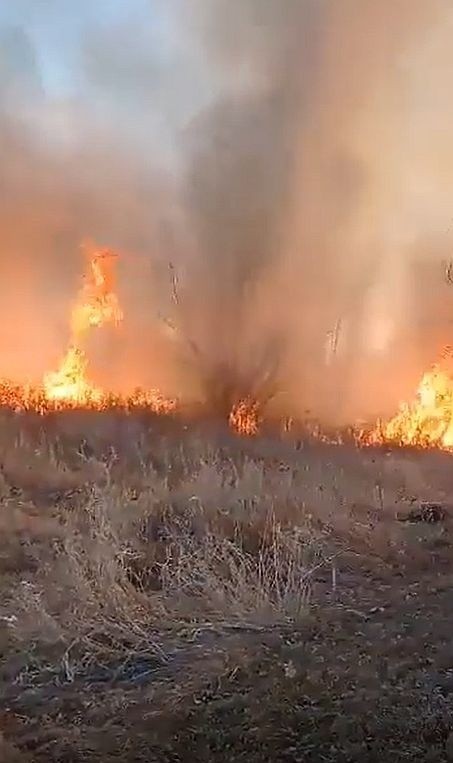 Przerażający pożar traw w gminie Ćmielów. Strażacy walczyli kilka godzin. Zobaczcie zdjęcia i film