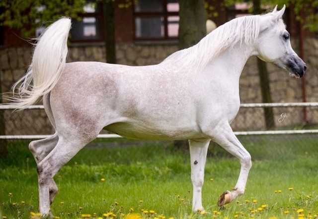 Jako pierwsza w katalogu tegorocznej aukcji Pride of Poland jest Gerda. To siwa, czteroletnia klacz, córka egzotycznego Shanghai E.A., a po kądzieli prawnuczka klaczy Grenlandia, czyli Czempionki Polski i Wiceczempionki Europy. źródło: S.K. Janów, katalog Pride of Poland 2017.