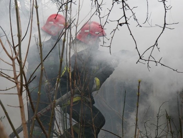 Straż pożarna walczyła z ogniem na obrzarze 67 hektarów