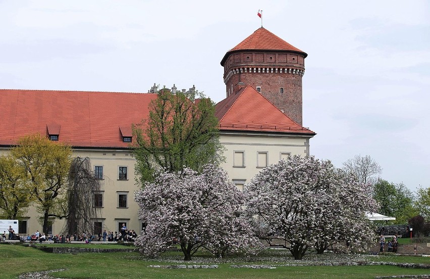 Piękna magnolia zakwitła na wzgórzu Wawelskim