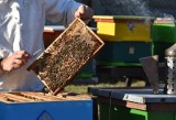 Pszczoły nie lubią oprysków. Dobry rolnik tych pożytecznych owadów nie skrzywdzi