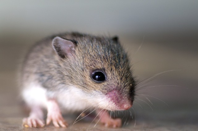 Zarodki myszy o bijących sercach udało się wyhodować z komórek macierzystych. Zdjęcie ilustracyjne