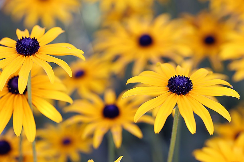 Rudbekia może być wieloletnia. Zobacz, która odmiana: rudbekia błyskotliwa, lśniąca czy naga sprawdzi się w twoim ogrodzie