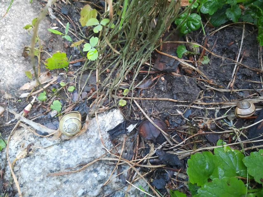 Małe ślimaki często padają ofiarą pomrowów.