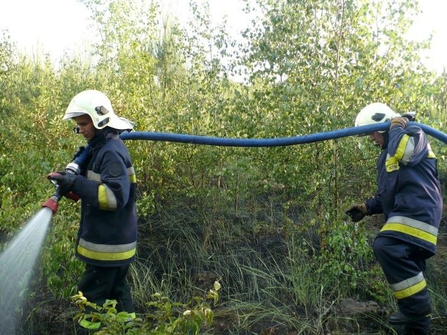 Wczoraj po południu strażacy ze Skwierzyny i Murzynowa gasili młodnik. Są przekonani, że ogień wzniecił podpalacz.
