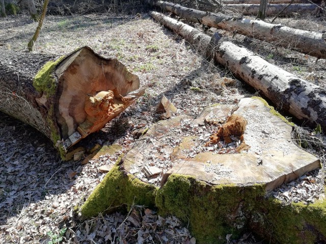 Tragedia w Puszczy Białowieskiej. "Nie wiedziałam, że dożyję takiego dnia"