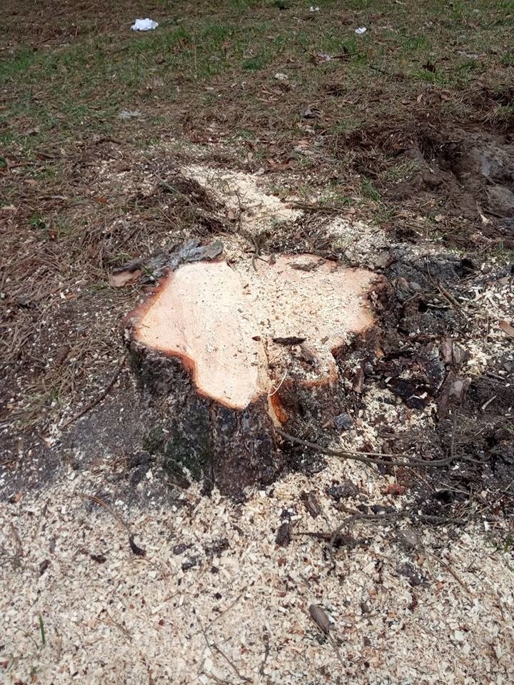 W Dolince w Olkuszu wycięto kilkanaście pięknych, zdrowych drzew. Mieszkańcy są oburzeni