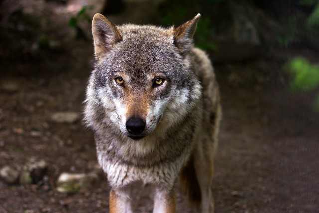 Wielkość populacji wilka w Lubuskiem określana jest na poziomie ok. 270 sztuk. W powiecie świebodzińskim obserwowane są dwie grupy