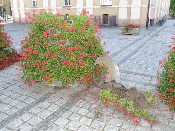 W połowie lipca zatrzymani mężczyźni poprzewracali gazony z kwiatami przed ratuszem.