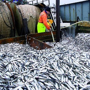 Niektóre kutry przywożą nawet do 20 ton szprota. Koł -123 (na zdjęciu) sprzedaje rybę głównie do celów konsumpcyjnych - czyli do puszek.