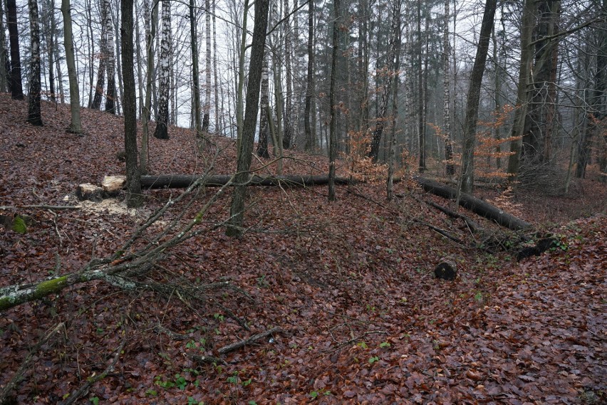 Gmina Miastko. Leśnicy ścięli drzewo uszkodzone przez bobry, które zagrażało kierowcom 