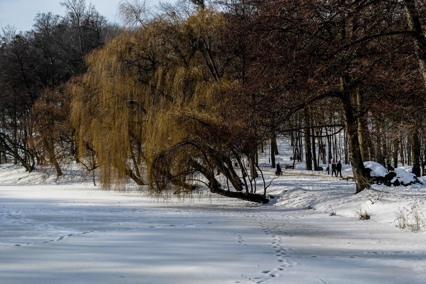 Zima w Parku Oruńskim w Gdańsku. Wszędzie biały puch! W słoneczną niedzielę spacerowiczów nie brakowało 