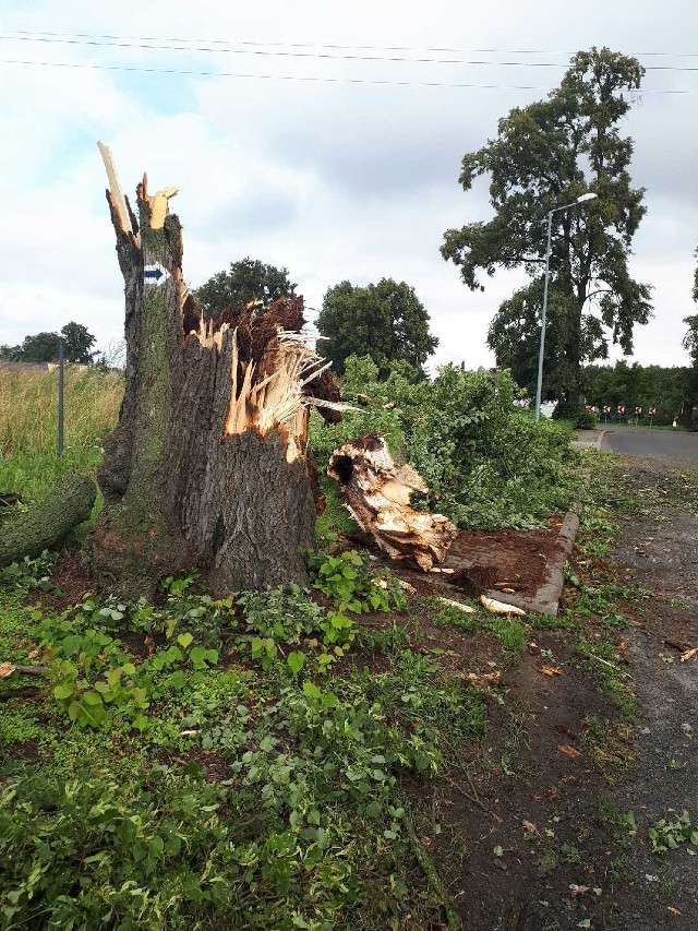 W nocy ogromna nawałnica przeszła przez Kujawy i Pomorze. Także w Kamieniu Krajeńskim w powiecie sepoleńskim są ogromne szkody. Na ulicach leży wiele połamanych drzew. Konary uszkodziły też przynajmniej kilkanaście nagrobków na tamtejszym cmentarzu. Dwa auta zostały uszkodzone przez drzewo, które runęło na parking przy kościele. >> Najświeższe informacje z regionu, zdjęcia, wideo tylko na www.pomorska.pl 