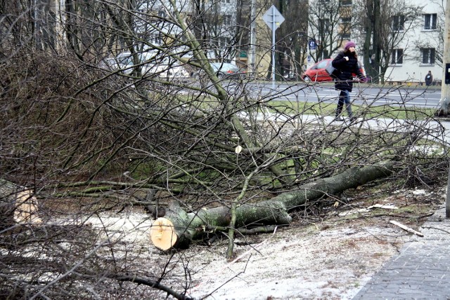 Wycinka drzew na Bronowicach