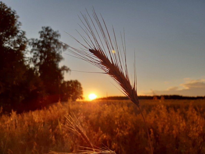 PSR 2020 KONKURS FOTOGRAFICZNY. Pokaż, z czym kojarzy Ci się podlaska wieś.