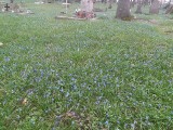 Morze cebulicy syberyjskiej zalało stary cmentarz w centrum Międzyrzecza. Delikatne roślinki porastają trawniki, ścieżki, groby… 