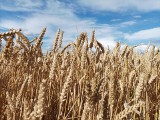 Henryk Kowalczyk: Krajowa Grupa Spożywcza wprowadza mechanizm skupu zboża od rolników
