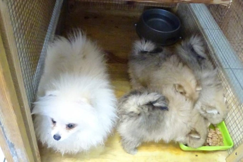 Cztery psy Pomeranian ze sfałszowanymi dokumentami paszportowymi na przejściu granicznym w Medyce [ZDJĘCIA]