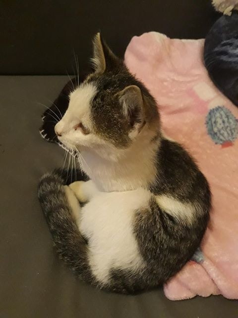Mały kotek znaleziony w Koszalinie. Poszukiwany właściciel 