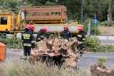 Drzewo zwaliło się na jezdnię ulicy Srebrnej w Bydgoszczy. Interweniowali strażacy