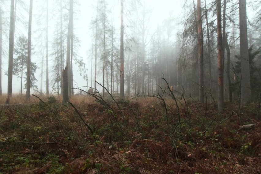 Tajemnicza podlaska puszcza. Zobacz niezwykłe zdjęcia z Nadleśnictwa Browsk