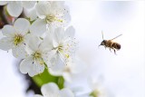 Dzisiaj pszczoły obchodzą swoje święto! TOP 25 ciekawostek o pszczołach (20.05.2020r.)