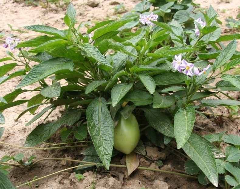 Pepino należy do tej samej rodziny botanicznej, co ziemniaki...