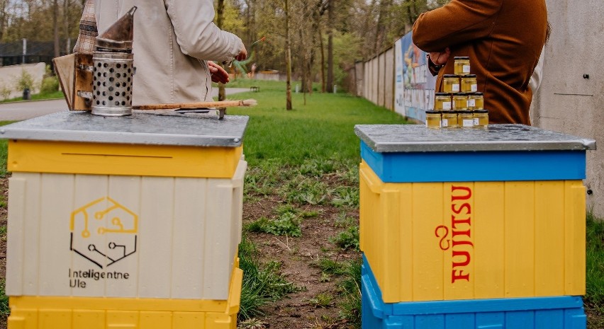 Orientarium w Łodzi. W zoo zamieszkają pszczoły miodne. Stanęły dla nich inteligentne ule