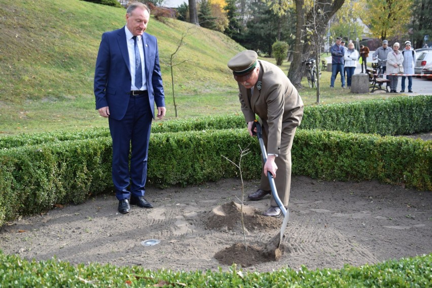 Uroczystość zasadzenia papieskiego dębu niepodległości w...