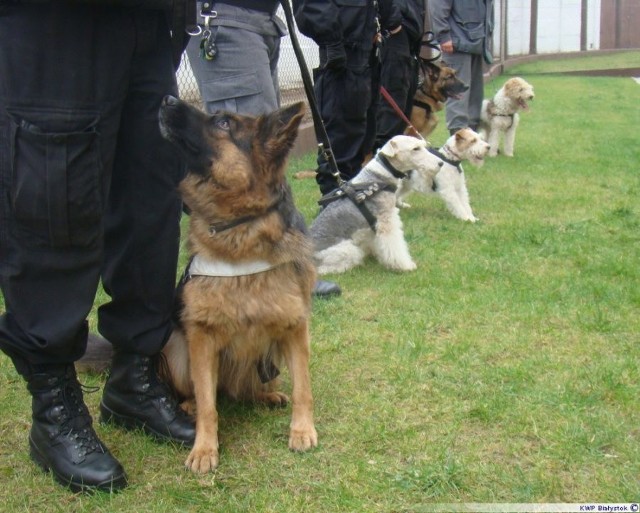 Nabór psów do policji rozpoczęty